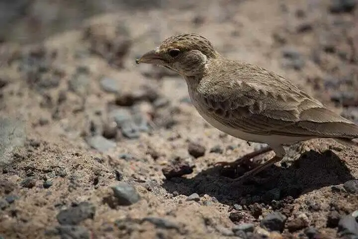 Fischer's Sparrow-Lark